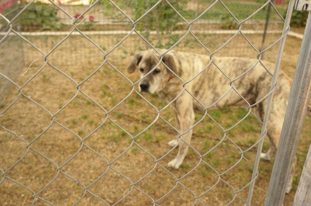 Image of: Best Portable Dog Fence