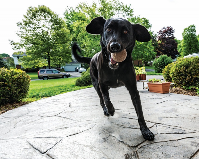 Image of: Electronic Dog Fence Cage