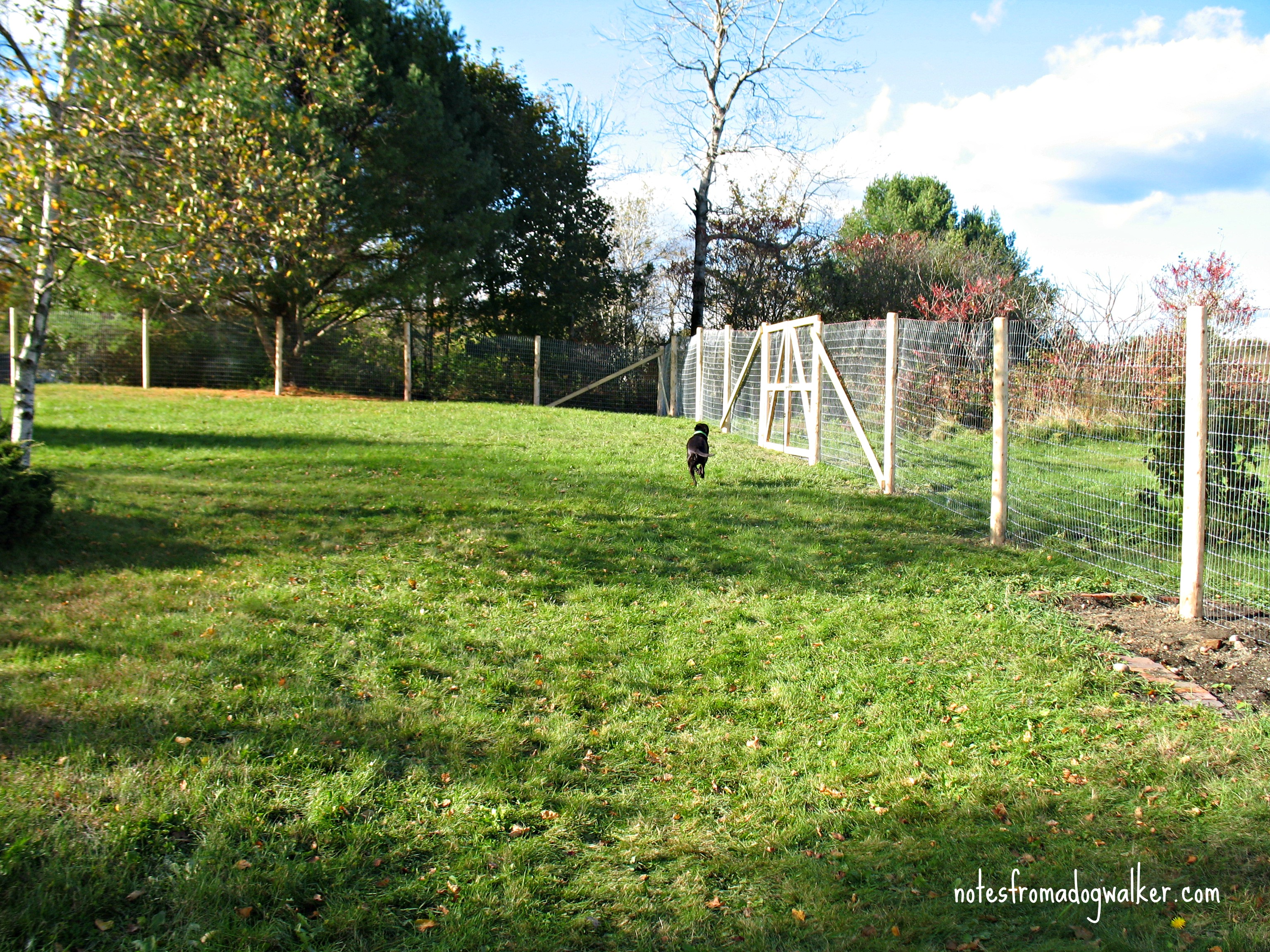 Image of: Electronic Dog Fence For Sale