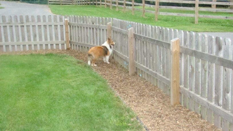 Gravel Invisible Fence For Dogs