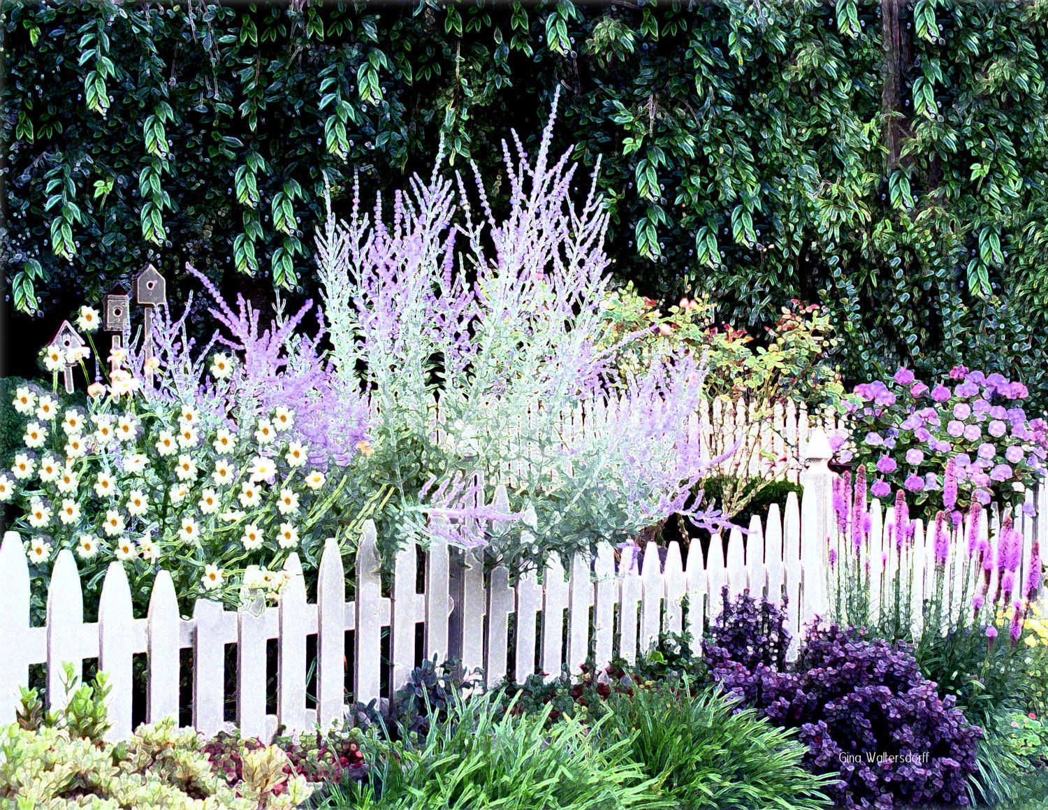 Image of: White Picket Fence Garden